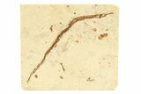 Fossil Pipefish (Syngnathus) - California #274975-1